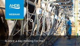 Is once a day milking for me?